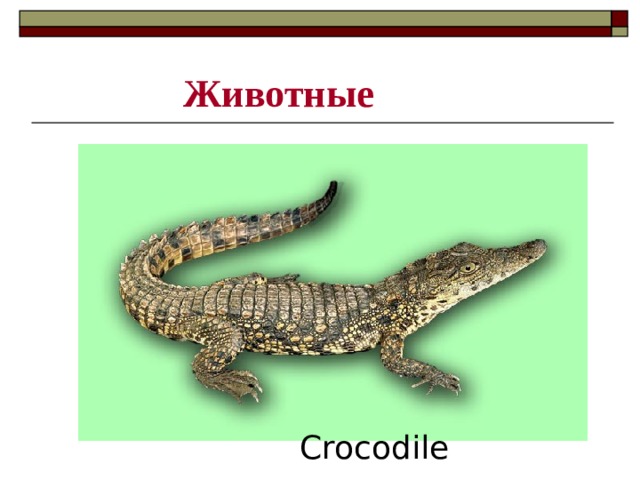 Животные Crocodile