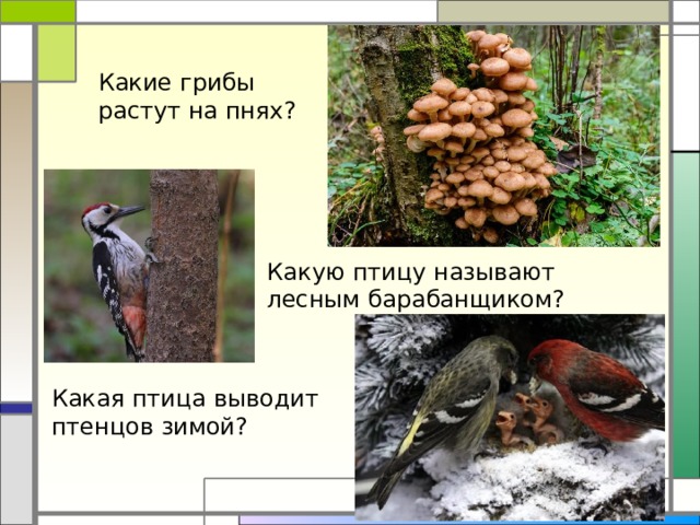 Какие грибы растут на пнях? Какую птицу называют лесным барабанщиком? Какая птица выводит птенцов зимой?