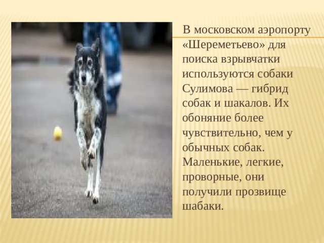 В московском аэропорту «Шереметьево» для поиска взрывчатки используются собаки Сулимова — гибрид собак и шакалов. Их обоняние более чувствительно, чем у обычных собак. Маленькие, легкие, проворные, они получили прозвище шабаки.