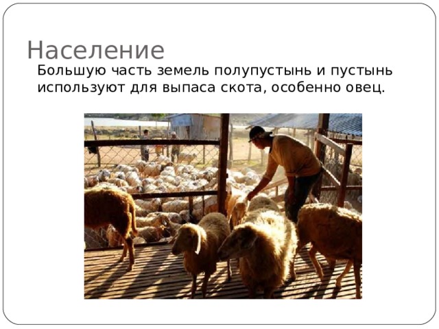 Население  Большую часть земель полупустынь и пустынь используют для выпаса скота, особенно овец.