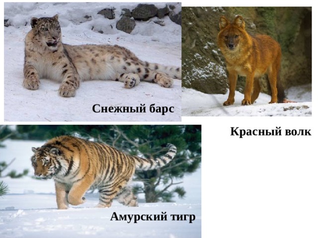 Снежный барс Красный волк  Амурский тигр