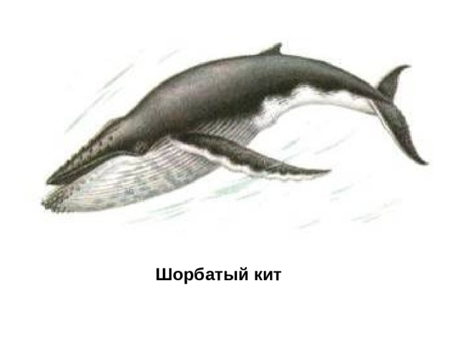 Шорбатый кит