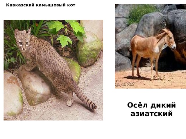 Кавказский камышовый кот Осёл дикий азиатский
