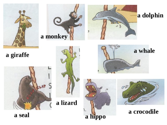 a dolphin a monkey a whale a giraffe a lizard a crocodile a seal a hippo