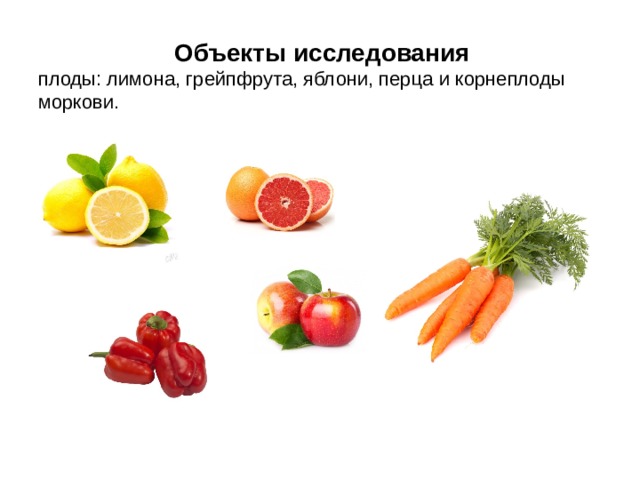 Объекты исследования плоды: лимона, грейпфрута, яблони, перца и корнеплоды моркови.
