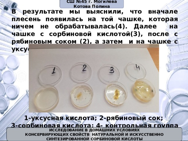 СШ №45 г. Могилева Котова Полина В результате мы выяснили, что вначале плесень появилась на той чашке, которая ничем не обрабатывалась(4). Далее на чашке с сорбиновой кислотой(3), после с рябиновым соком (2), а затем и на чашке с уксусной кислотой (1). 1-уксусная кислота; 2-рябиновый сок; 3-сорбиновая кислота; 4- контрольная группа ИССЛЕДОВАНИЕ В ДОМАШНИХ УСЛОВИЯХ  КОНСЕРВИРУЮЩИХ СВОЙСТВ НАТУРАЛЬНОЙ И ИСКУССТВЕННО СИНТЕЗИРОВАННОЙ СОРБИНОВОЙ КИСЛОТЫ