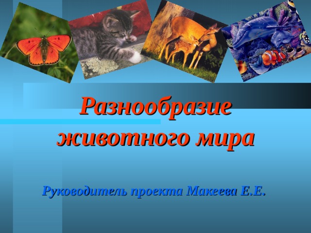 Разнообразие животного мира   Руководитель проекта Макеева Е.Е.