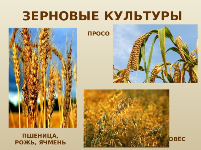 Рожь овес просо. Просо, рожь, пшеница, овес. Пшено и пшеница. Поле пшеницы и его обитатели. Пшено и пшеница разница.