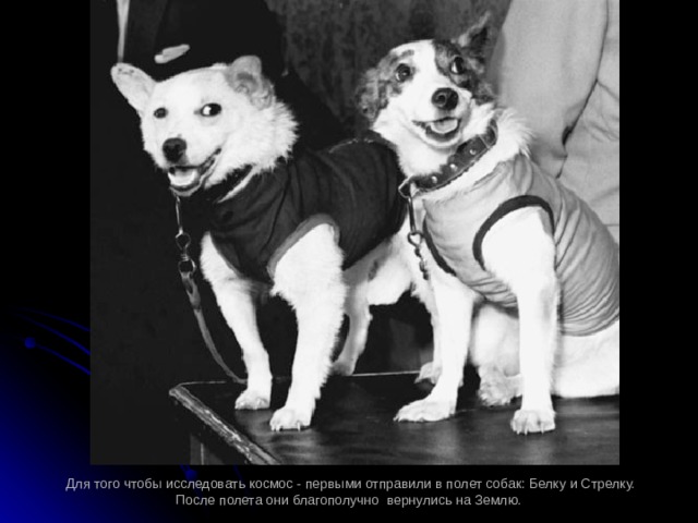 Для того чтобы исследовать космос - первыми отправили в полет собак: Белку и Стрелку. После полета они благополучно вернулись на Землю.