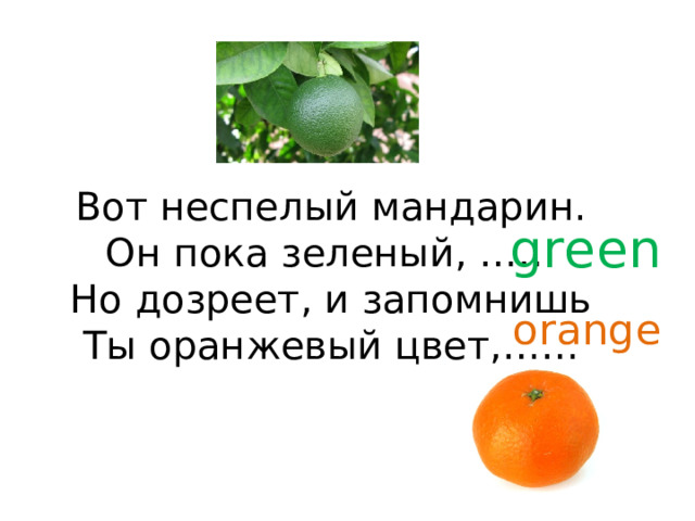 Вот неспелый мандарин.  Он пока зеленый, ……  Но дозреет, и запомнишь  Ты оранжевый цвет,……   green orange