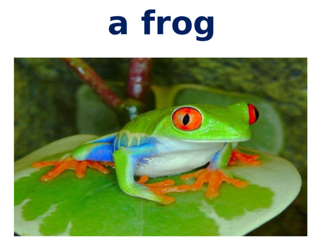 a frog