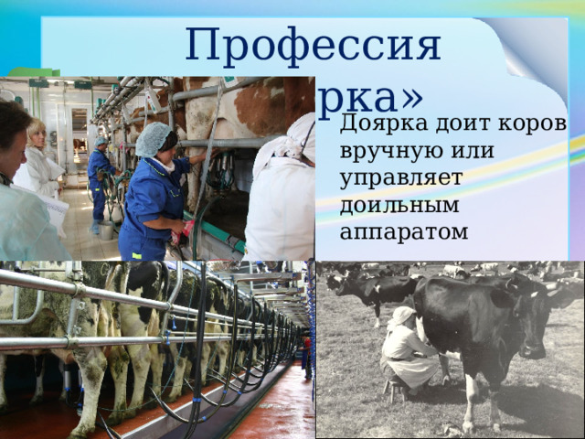 Профессия «Доярка» Доярка доит коров вручную или управляет доильным аппаратом