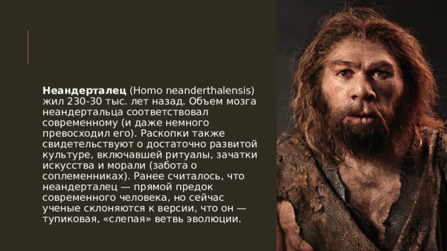 Неандерталец (Homo neanderthalensis) жил 230-30 тыс. лет назад. Объем мозга неандертальца соответствовал современному (и даже немного превосходил его). Раскопки также свидетельствуют о достаточно развитой культуре, включавшей ритуалы, зачатки искусства и морали (забота о соплеменниках). Ранее считалось, что неандерталец — прямой предок современного человека, но сейчас ученые склоняются к версии, что он — тупиковая, «слепая» ветвь эволюции.