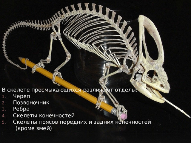 Скелет пресмыкающихся В скелете пресмыкающихся различают отделы: Череп Позвоночник Рёбра Скелеты конечностей Скелеты поясов передних и задних конечностей  (кроме змей)