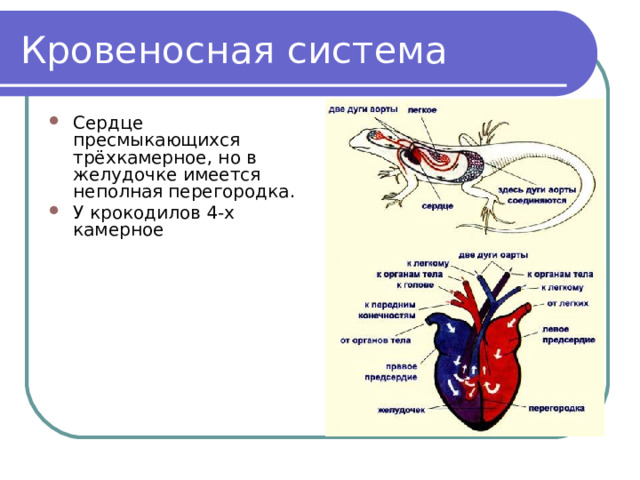 У пресмыкающихся трехкамерное сердце без перегородки. Строение сердца рептилий. Кровеносная система пресмыкающихся. Строение сердца пресмыкающихся. Кровеносная система рептилий.