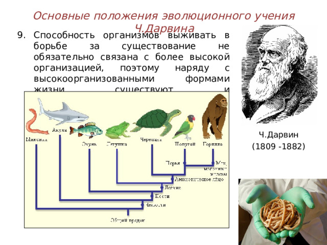 Основные положения эволюционного учения Ч.Дарвина
