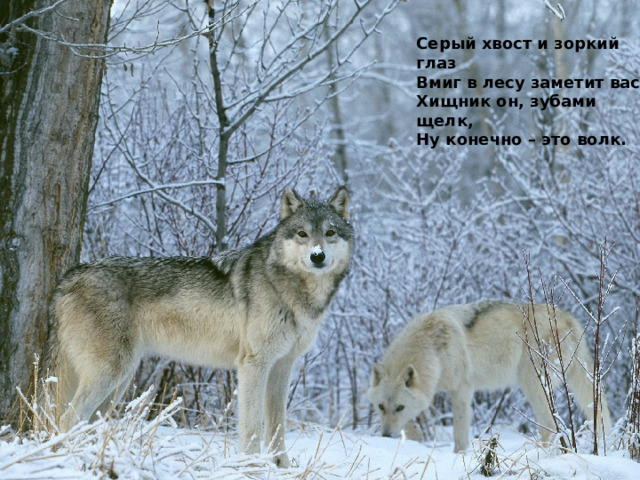 Серый хвост и зоркий глаз  Вмиг в лесу заметит вас  Хищник он, зубами щелк,  Ну конечно – это волк.