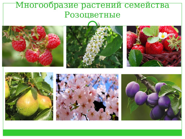 Многообразие растений семейства Розоцветные