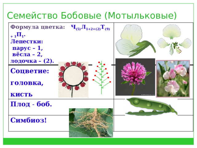 Семейство Бобовые (Мотыльковые) Формула цветка:  Ч (5) Л 1+2+(2) Т (9) + 1 П 1 .  Соцветие: Лепестки:  головка, Плод - боб.  парус – 1, кисть  вёсла – 2, Симбиоз! лодочка – (2).