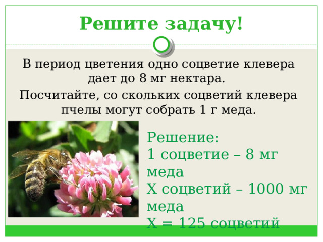 Решите задачу! В период цветения одно соцветие клевера дает до 8 мг нектара. Посчитайте, со скольких соцветий клевера пчелы могут собрать 1 г меда. Решение: 1 соцветие – 8 мг меда Х соцветий – 1000 мг меда Х = 125 соцветий