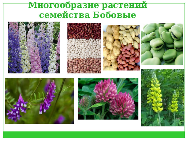Многообразие растений семейства Бобовые