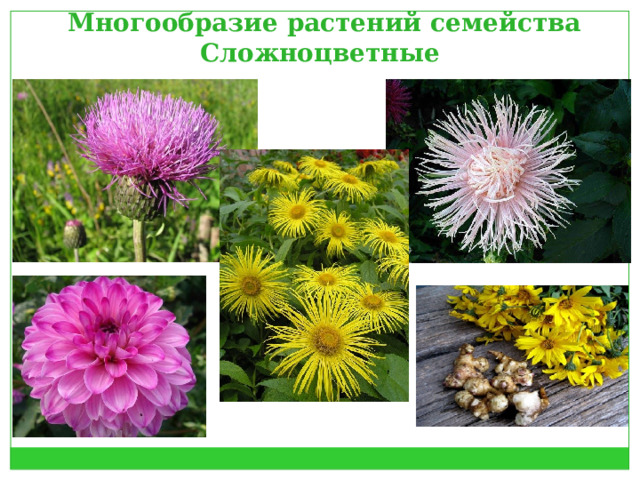 Многообразие растений семейства Сложноцветные