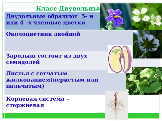 Класс Двудольные Двудольные образуют 5- и или 4 –х членные цветки Околоцветник двойной Зародыш состоит из двух семядолей Листья с сетчатым жилкованием(перистым или пальчатым) Корневая система – стержневая