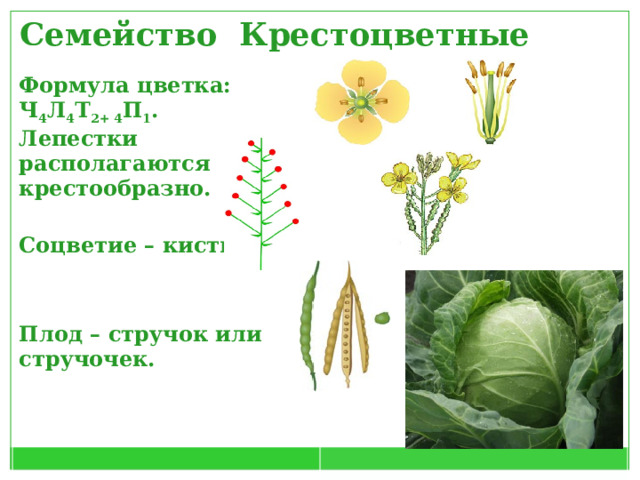 Семейство Крестоцветные Формула цветка: Ч 4 Л 4 Т 2+ 4 П 1 . Лепестки располагаются крестообразно.  Соцветие – кисть.  Плод – стручок или стручочек.