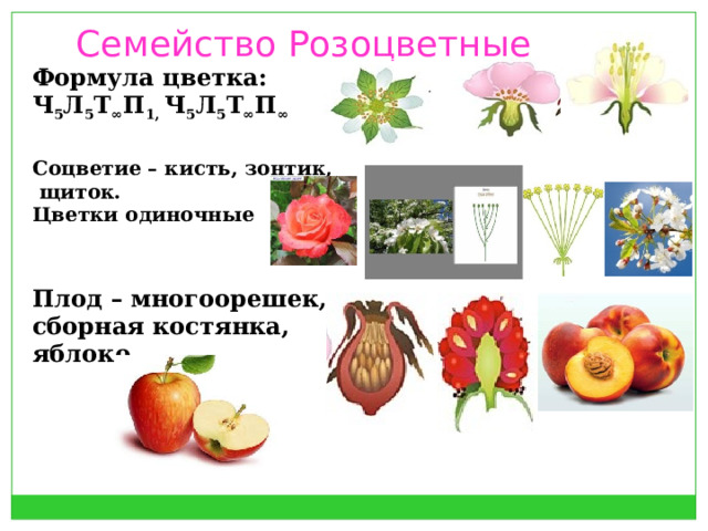 Семейство Розоцветные Формула цветка: Ч 5 Л 5 Т ∞ П 1, Ч 5 Л 5 Т ∞ П ∞  Соцветие – кисть, зонтик,  щиток.  Цветки одиночные Плод – многоорешек,  сборная костянка, яблоко