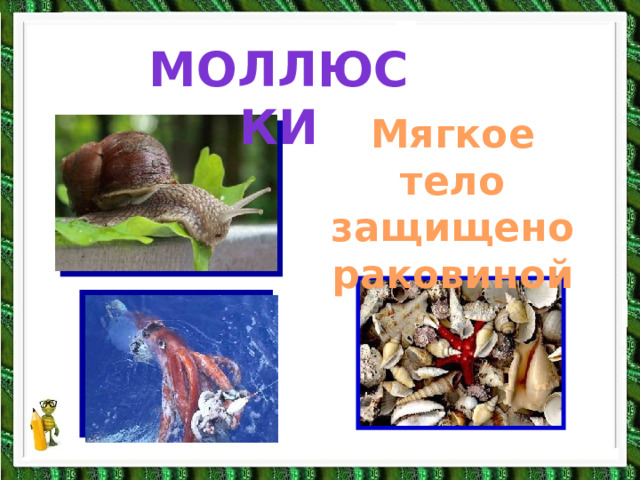 моллюски моллюски Мягкое тело защищено раковиной