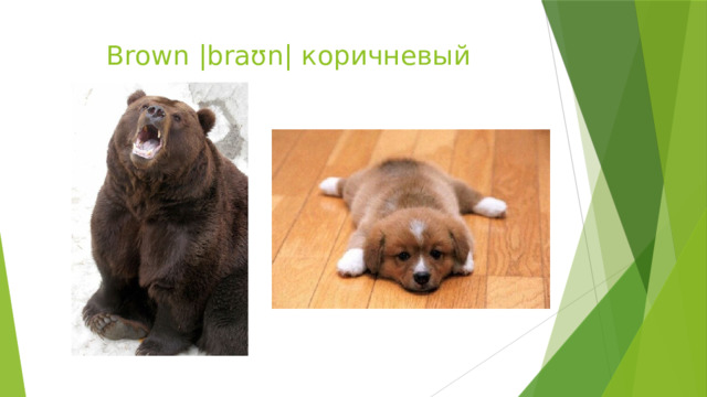 Brown |braʊn| коричневый