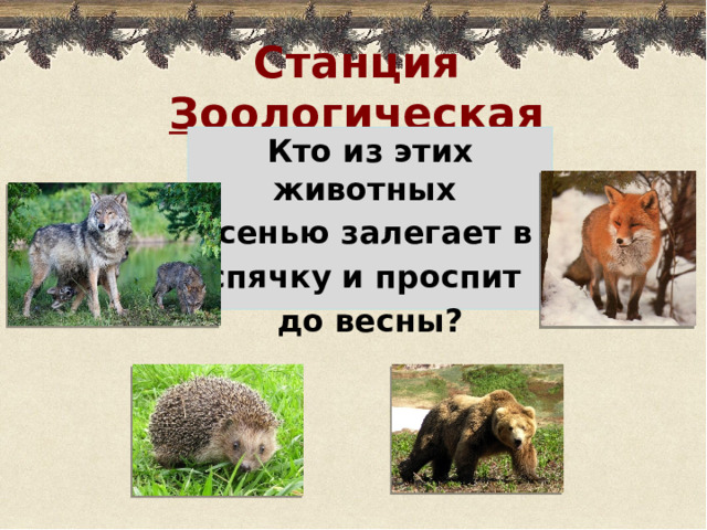 Станция Зоологическая Кто из этих животных осенью залегает в спячку и проспит до весны?
