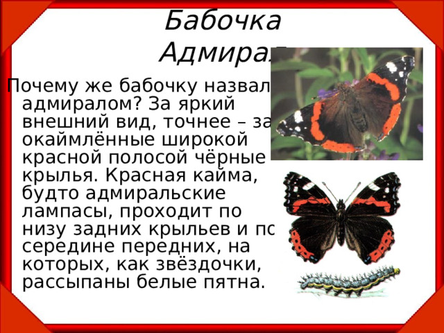 Бабочка адмирал в какой природной зоне. Разновидности бабочек Адмирал. Бабочка Адмирал фото и описание. Бабочка Адмирал самец и самка. Черно оранжевый Адмирал бабочка.