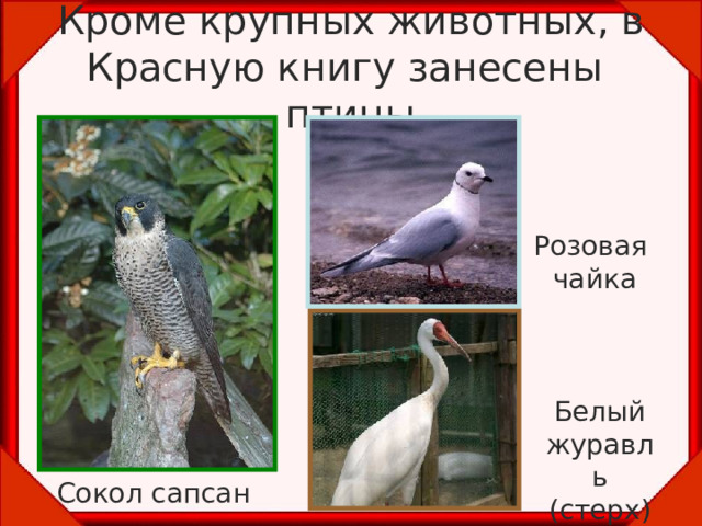 Кроме крупных животных, в Красную книгу занесены птицы Розовая чайка Белый журавль (стерх) Сокол сапсан