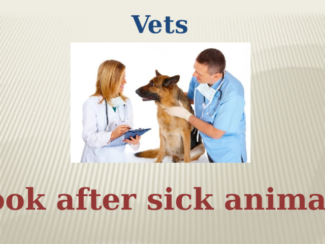 Vets look after sick animals