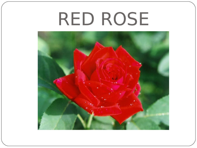 RED ROSE