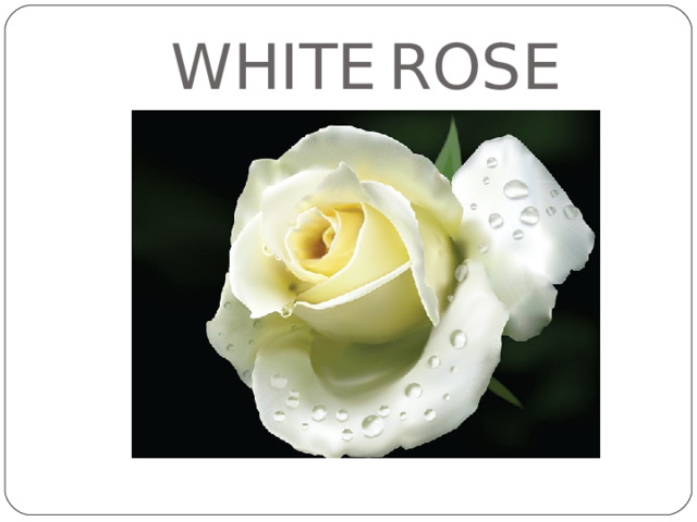 WHITE  ROSE