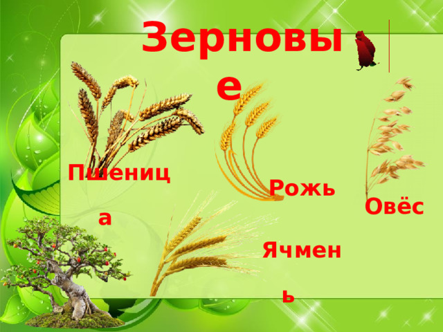 Зерновые  Рожь   Пшеница   Овёс   Ячмень
