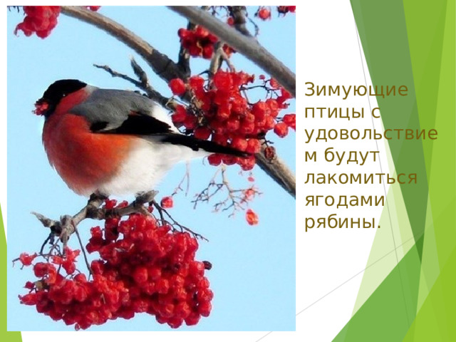 Зимующие птицы с удовольствием будут лакомиться ягодами рябины.