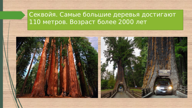 Секвойя. Самые большие деревья достигают 110 метров. Возраст более 2000 лет