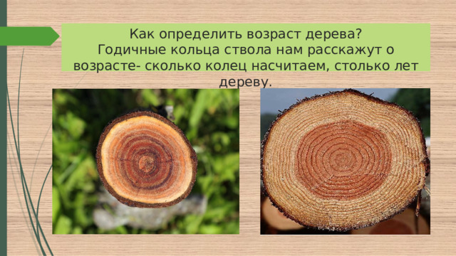 Как определить возраст дерева?  Годичные кольца ствола нам расскажут о возрасте- сколько колец насчитаем, столько лет дереву.