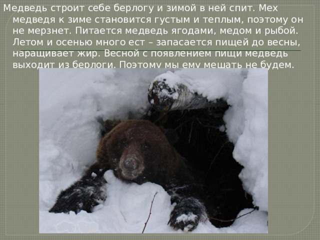 Медведь строит себе берлогу и зимой в ней спит. Мех медведя к зиме становится густым и теплым, поэтому он не мерзнет. Питается медведь ягодами, медом и рыбой. Летом и осенью много ест – запасается пищей до весны, наращивает жир. Весной с появлением пищи медведь выходит из берлоги. Поэтому мы ему мешать не будем.