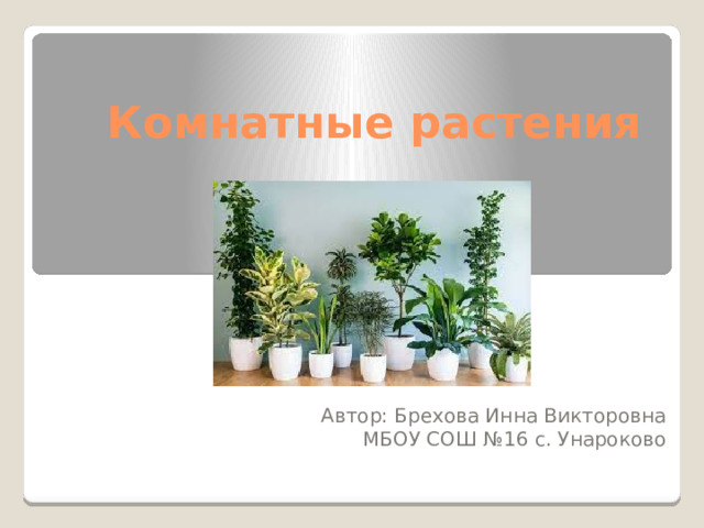Комнатные растения Автор: Брехова Инна Викторовна МБОУ СОШ №16 с. Унароково