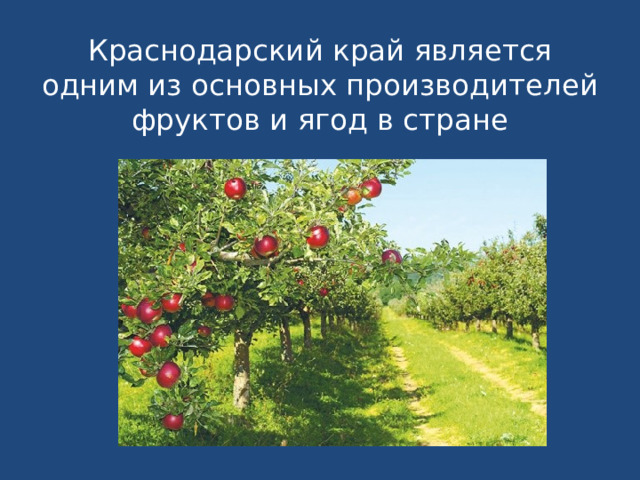 Краснодарский край является одним из основных производителей фруктов и ягод в стране