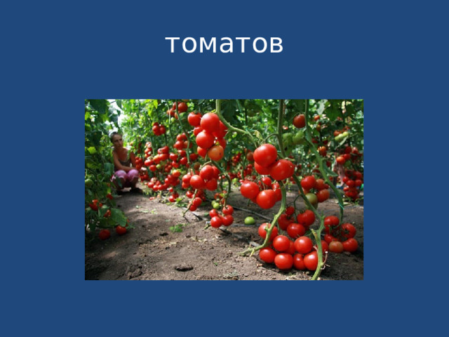 томатов