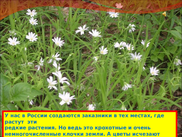 У нас в России создаются заказники в тех местах, где растут эти редкие растения. Но ведь это крохотные и очень немногочисленные клочки земли. А цветы исчезают повсюду.