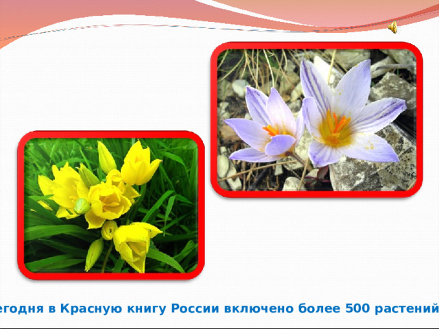 Сегодня в Красную книгу России включено более 500 растений.