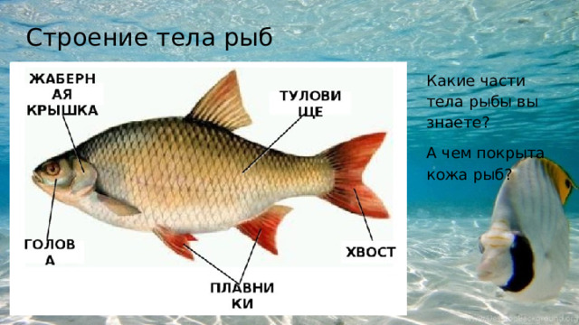 Строение тела рыб Какие части тела рыбы вы знаете? А чем покрыта кожа рыб?
