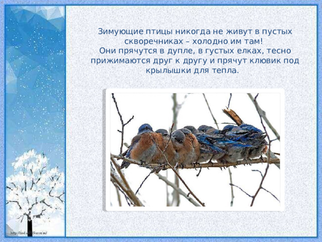Зимующие птицы никогда не живут в пустых скворечниках – холодно им там! Они прячутся в дупле, в густых елках, тесно прижимаются друг к другу и прячут клювик под крылышки для тепла.