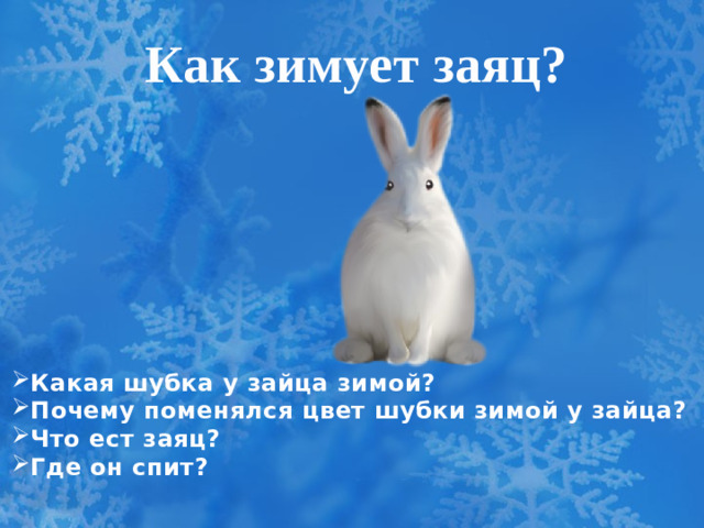Как зимует заяц?